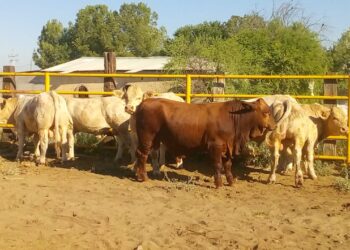 Confía gobernador que pronto reanude exportaciones de ganado por Coahuila