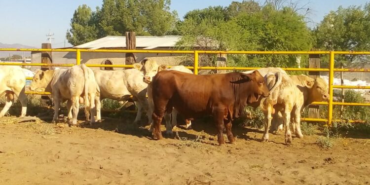 Confía gobernador que pronto reanude exportaciones de ganado por Coahuila