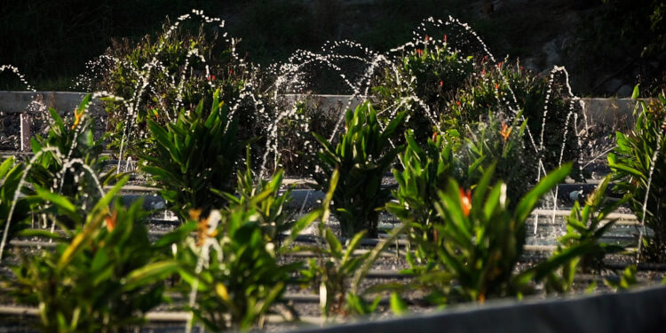 Contribuye Arca Continental a la sostenibilidad hídrica con humedales artificiales