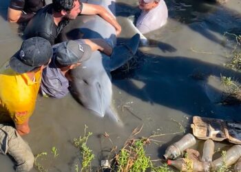 PARTIDO VERDE ECOLOGISTA IMPULSA REFORMA QUE AMENAZA LA VIDA DE MANATÍES, LOBOS MARINOS Y DELFINES