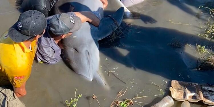 PARTIDO VERDE ECOLOGISTA IMPULSA REFORMA QUE AMENAZA LA VIDA DE MANATÍES, LOBOS MARINOS Y DELFINES