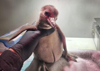 INSTITUCIONES ZOOLÓGICAS DE LA AZCARM AMPLÍAN PROGRAMAS DE CONSERVACIÓN ANTE CRISIS CLIMÁTICA