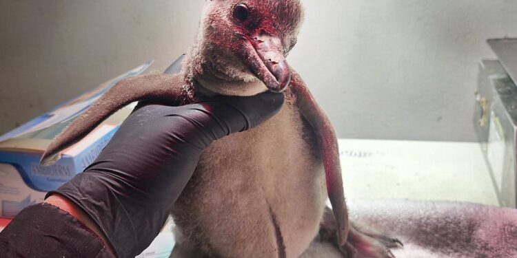 INSTITUCIONES ZOOLÓGICAS DE LA AZCARM AMPLÍAN PROGRAMAS DE CONSERVACIÓN ANTE CRISIS CLIMÁTICA