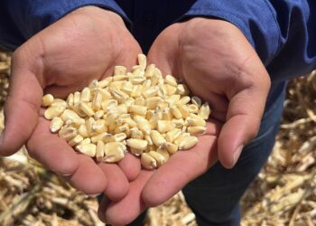 IMPIDE DEPENDENCIA EN MAÍZ AVANZAR EN SOBERANÍA ALIMENTARIA DE MÉXICO: OCAÑA ROMO