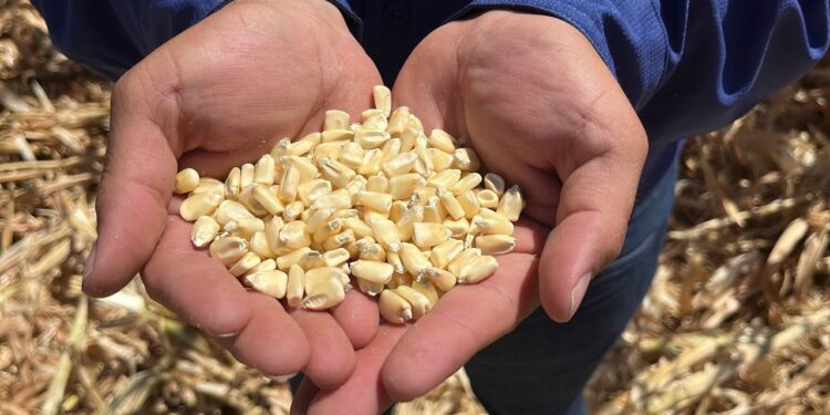 IMPIDE DEPENDENCIA EN MAÍZ AVANZAR EN SOBERANÍA ALIMENTARIA DE MÉXICO: OCAÑA ROMO