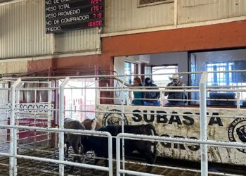 CRISIS GANADERA PONE EN JAQUE A PRODUCTORES PECUARIOS POR DESPLOME DE PRECIOS: NEXUSAGRONEGOCIOS