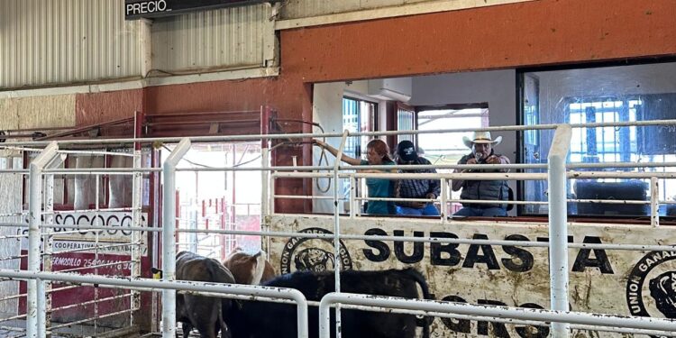 CRISIS GANADERA PONE EN JAQUE A PRODUCTORES PECUARIOS POR DESPLOME DE PRECIOS: NEXUSAGRONEGOCIOS