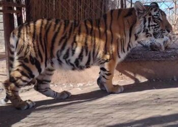 FELINOS RESCATADOS: VÍCTIMAS SILENCIOSAS DE LA VIOLENCIA EN SINALOA