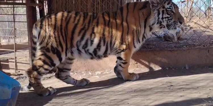 FELINOS RESCATADOS: VÍCTIMAS SILENCIOSAS DE LA VIOLENCIA EN SINALOA