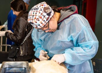 Realizan jornada de esterilización para controlar la sobrepoblación canina