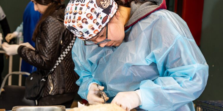 Realizan jornada de esterilización para controlar la sobrepoblación canina