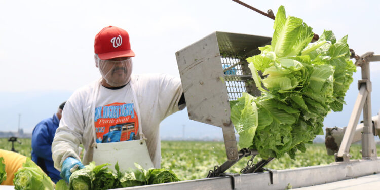 Como son “echones”