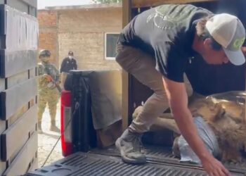 RESCATAN A OTRO LEÓN EN SINALOA: YA SUMAN 11 FELINOS RESCATADOS EN MEDIO DE LA VIOLENCIA