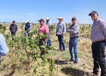 LA SECRETARÍA DE DESARROLLO RURAL IMPULSA LA CAPACITACIÓN Y ASISTENCIA TÉCNICA PARA EL CULTIVO DEL HIGO
