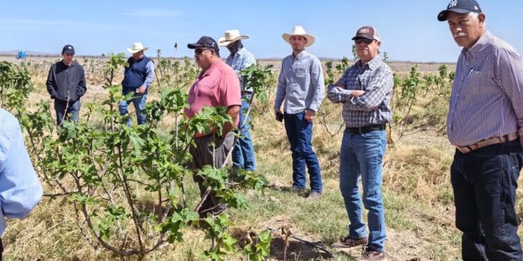 LA SECRETARÍA DE DESARROLLO RURAL IMPULSA LA CAPACITACIÓN Y ASISTENCIA TÉCNICA PARA EL CULTIVO DEL HIGO