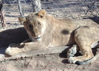 ANTE LA GRAVE SITUACIÓN AMBIENTAL LE EXIGIMOS AL PARTIDO VERDE QUE DEJE DE HACERSE EL VERDE