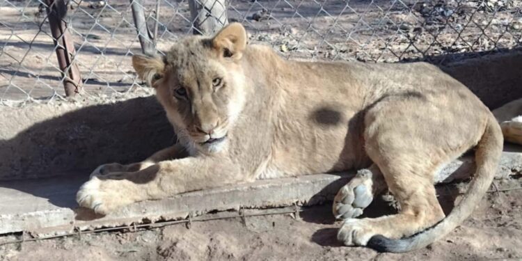 ANTE LA GRAVE SITUACIÓN AMBIENTAL LE EXIGIMOS AL PARTIDO VERDE QUE DEJE DE HACERSE EL VERDE