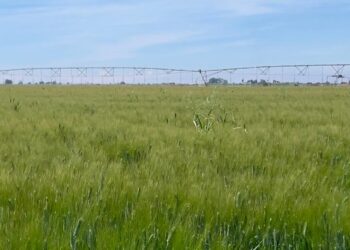 COLAPSA PRODUCCIÓN AGRÍCOLA EN EL VALLE DEL YAQUI