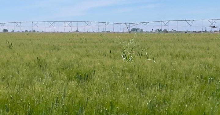 COLAPSA PRODUCCIÓN AGRÍCOLA EN EL VALLE DEL YAQUI