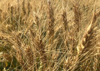 DESENCADENARÁN ARANCELES AGROALIMENTARIOS RECESIÓN EN EL CAMPO