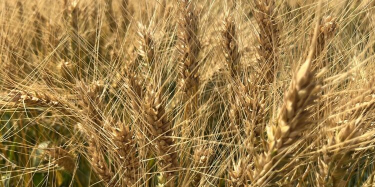 DESENCADENARÁN ARANCELES AGROALIMENTARIOS RECESIÓN EN EL CAMPO