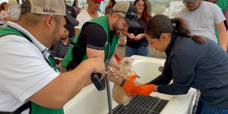 Atienden a cientos de perros y gatos en la Jornada de Salud para Mascotas, en Piedras Negras
