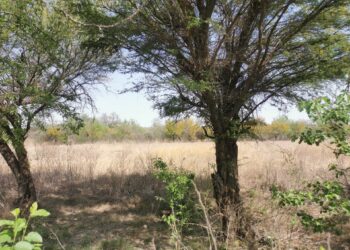 El abandono del campo se debe a la falta de incentivos y apoyos económicos: PF