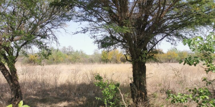 El abandono del campo se debe a la falta de incentivos y apoyos económicos: PF