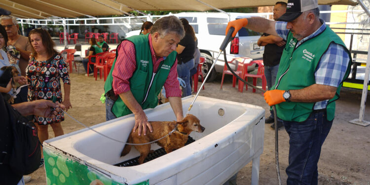 GOBIERNO DE COAHUILA ACERCA SERVICIOS GRATUITOS DE SALUD PARA MASCOTAS A TRAVÉS DE MEJORA