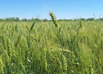 COAHUILA FORTALECE LA ECONOMÍA REGIONAL CON PRODUCCIÓN DE TRIGO HARINERO EN NADADORES