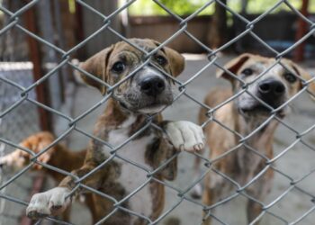 Diputados piden endurecer sanciones por maltrato o crueldad en animales
