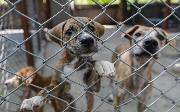 Diputados piden endurecer sanciones por maltrato o crueldad en animales