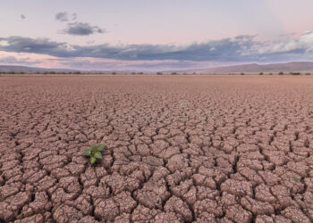 Más de 200 hectáreas en riesgo por la sequía en Piedras Negras