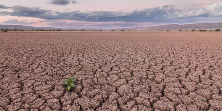 Más de 200 hectáreas en riesgo por la sequía en Piedras Negras