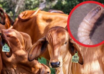 Ahora amenaza Estados Unidos con restringir importaciones de ganado mexicano