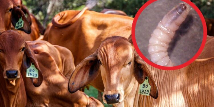 Ahora amenaza Estados Unidos con restringir importaciones de ganado mexicano