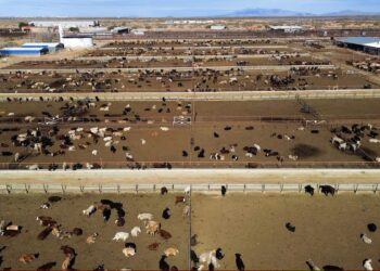 Reabrir la exportación de ganado por Acuña impulsaría un cruce histórico y potenciaría la economía: MG