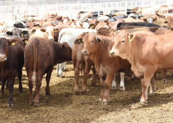 Federación, estados y ganaderos trabajan para reabrir la exportación hacia EU