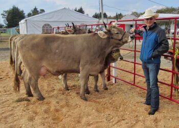 EN RIESGO ABASTO NACIONAL DE CARNE POR GUSANO BARRENADOR: OCAÑA ROMO