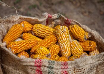 Rescata sector agropecuario economía nacional pese a crisis de maíz