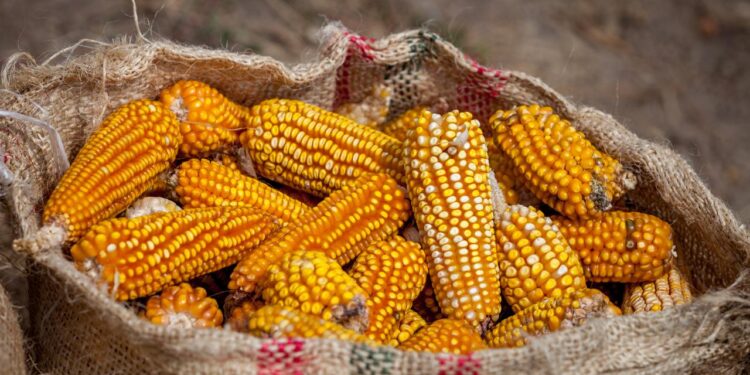 Rescata sector agropecuario economía nacional pese a crisis de maíz