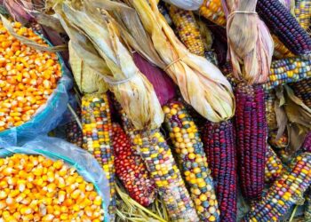 MAÍZ TRANSGÉNICO AMENAZA LA BIODIVERSIDAD Y LA SOBERANÍA ALIMENTARIA DE MÉXICO