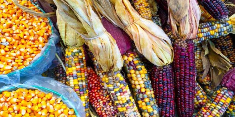 MAÍZ TRANSGÉNICO AMENAZA LA BIODIVERSIDAD Y LA SOBERANÍA ALIMENTARIA DE MÉXICO