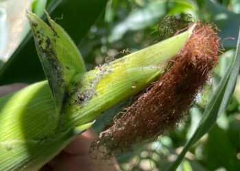 COUC EXIGE APOYO EMERGENTE PARA PRODUCTORES DE MAÍZ Y TRIGO ANTE CAÍDA DE RENDIMIENTOS