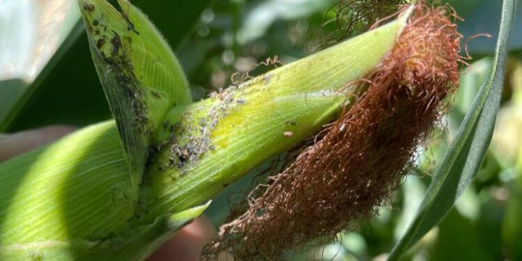 COUC EXIGE APOYO EMERGENTE PARA PRODUCTORES DE MAÍZ Y TRIGO ANTE CAÍDA DE RENDIMIENTOS