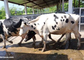SE DESPLOMA MÁS DE 50% EXPORTACIÓN DE GANADO VACUNO EN PRIMER TRIMESTRE