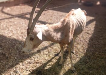 Es grave la ignorancia sobre cómo cuidar la fauna que habita en zoológicos