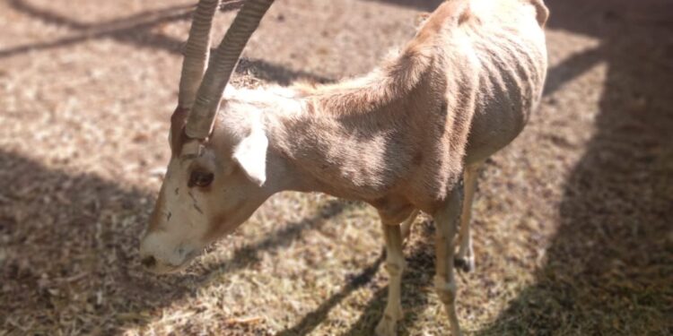 Es grave la ignorancia sobre cómo cuidar la fauna que habita en zoológicos