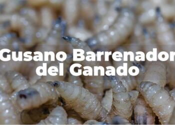 Coahuila se mantiene libre de gusano barrenador y refuerza vigilancia sanitaria