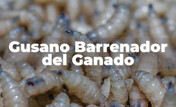 Coahuila se mantiene libre de gusano barrenador y refuerza vigilancia sanitaria